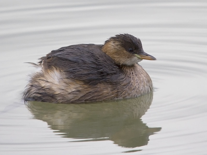 Tachybaptus ruficollis